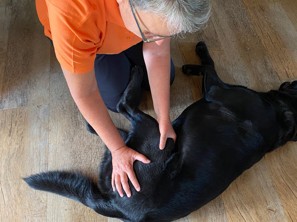 Hüftbehandlung beim Hund nach Dorn, Stuttgart Ost