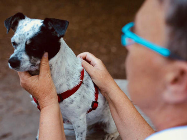 Dorntherapie Hund, Heilpraktikerin Heike Bahr, Stuttgart Ost